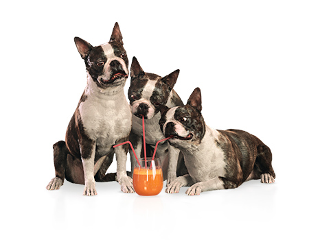 Billedet viser tre hunde som drikker juice fra samme glas, med hvert sit sugerør. Billedet viser hvordan 3Family funktionen fungerer metaforisk: juicen repræsenterer en fælles pulje, som hundene deles om.