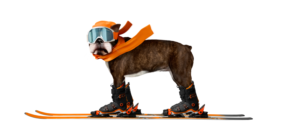 Fransk bulldog med skibriller, orange halstørklæde og skistøvler står på et par ski mod hvid baggrund.