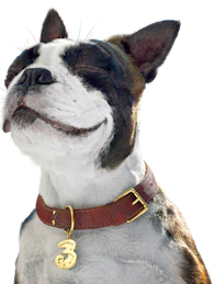 3's hund altid klar med et abonnementstjek