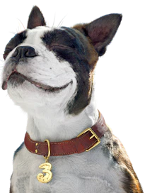 3's hund altid klar med et abonnementstjek