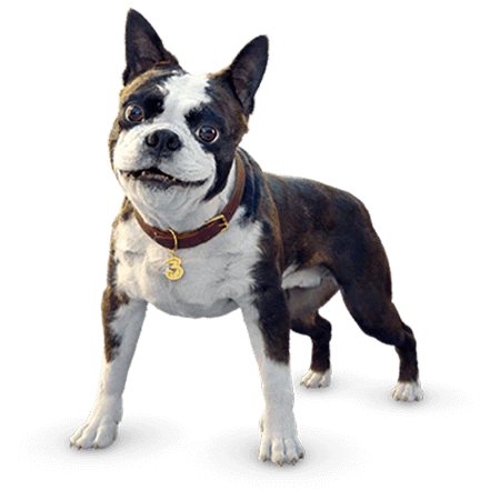 3 Hunden stående på alle 4 ben med 3 logo hængende på sit halsbånd