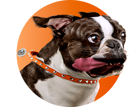 3Hund med vind i hoved