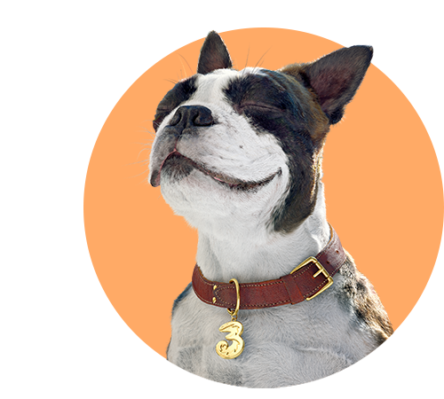 Hund i grafisk cirkel