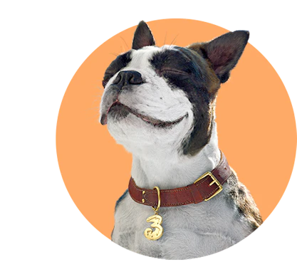 Hund i grafisk cirkel