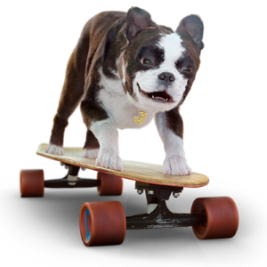 3 hunden på skateboard og 3 logo'et hængende om halsbåndet


