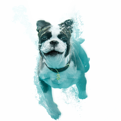 3 hunden svømmeende under vand og med 3 logo'et hængende om halsbåndet 