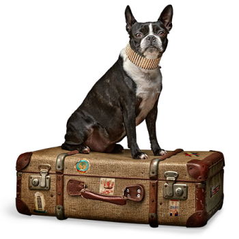 3 hunden siddende på en to farvede brun kuffert