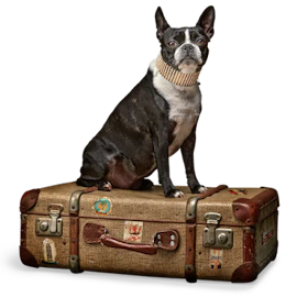 3 hunden siddende på en to farvede brun kuffert